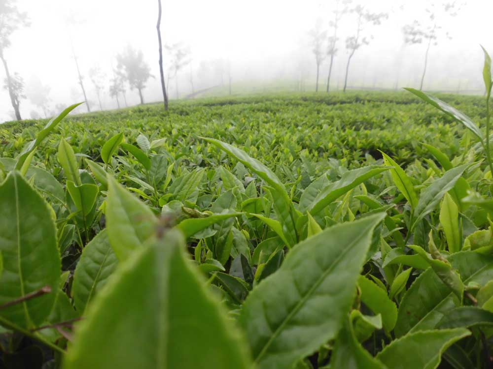 Most Preferred Hill Station In South India — Ooty and Coonoor, Tamil Nadu, India