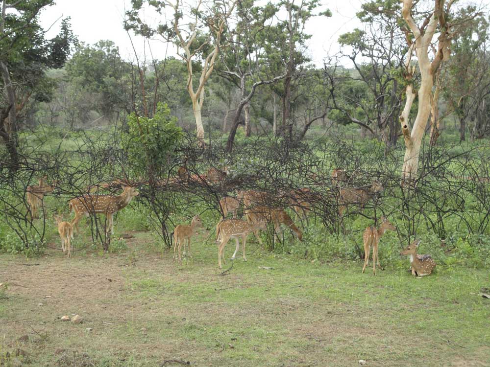 Weekend Drive to Bandipur Tiger Reserve, Karnataka, India