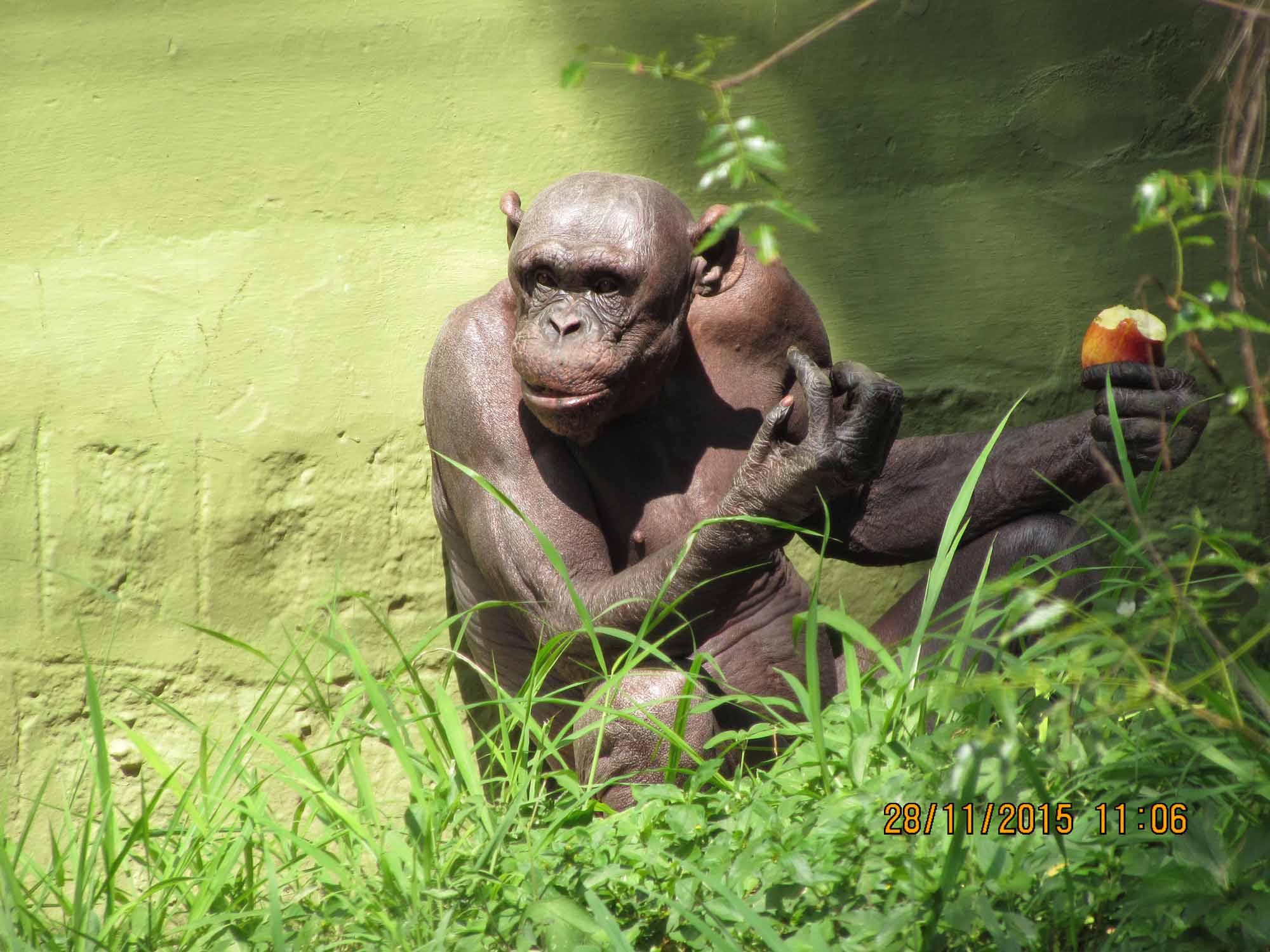 One of the oldest zoos in the world – Mysore Zoo (Now Mysuru Zoo), Karnataka, India