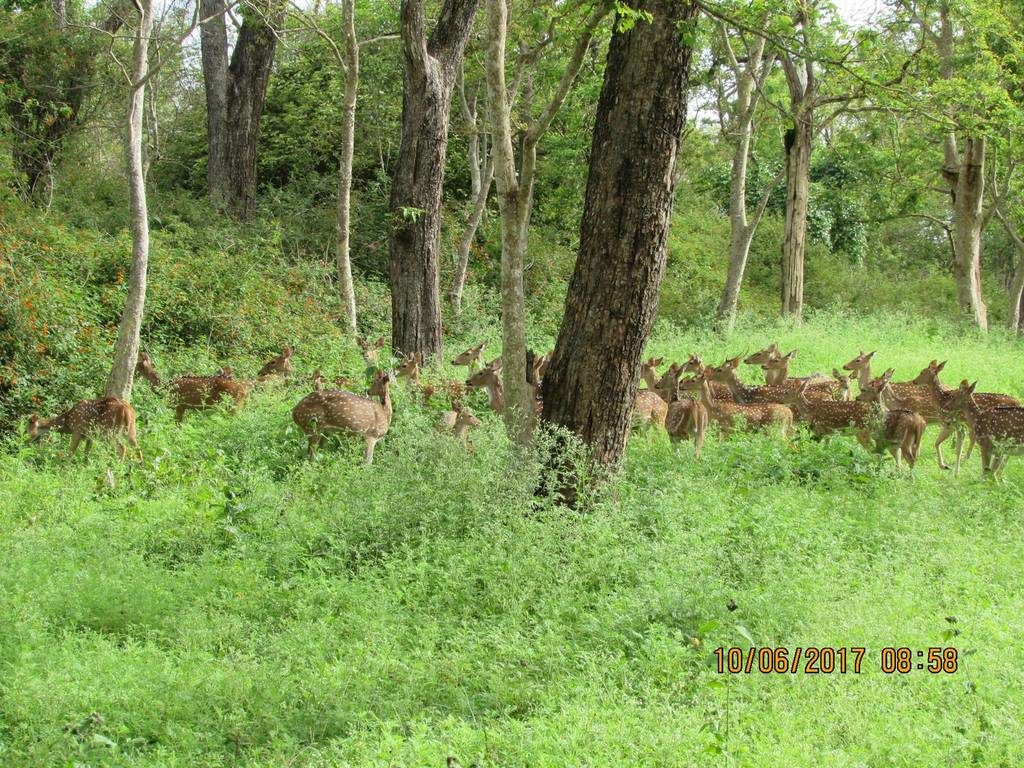 A Weekend trip to the Wild: Kabini, Karnataka, India