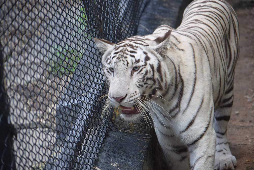 One day trip to Bannerghatta National Park, Bangalore, Karnataka, India